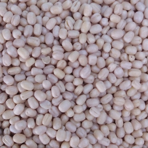 Urad Dal Whole - Black Gram Dal